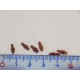6 ISOLATEURS DE TOITURE COULEUR MARRON JOUEF - HO -
